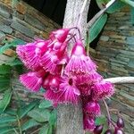 Syzygium longifolium Blüte