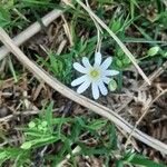 Moehringia ciliata Flower