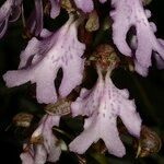 Himantoglossum metlesicsianum Hoja