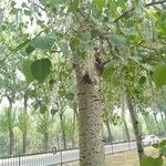 Populus × tomentosa Hábito