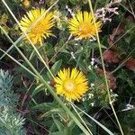 Inula salicina Fleur