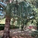 Pinus canariensis List