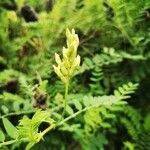 Astragalus cicer പുഷ്പം