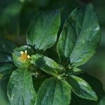 Synedrella nodiflora Цвят