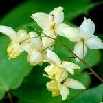 Epimedium alpinum Flors