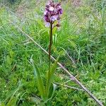 Orchis purpurea ᱥᱟᱠᱟᱢ