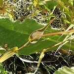 Setaria pumila Blatt