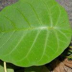 Peltastes isthmicus Hoja
