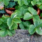 Fragaria × ananassa Blad