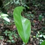 Licania micrantha Leaf