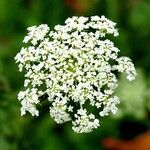 Daucus carota Květ