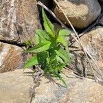 Eupatorium perfoliatumЛіст