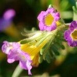 Phacelia bicolor Fiore