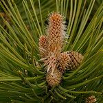 Pinus contorta Blomma