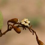 Piliostigma thonningii Λουλούδι