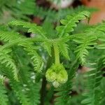 Pteridium aquilinum葉