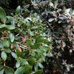 Quercus × auzendei Ліст