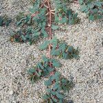 Euphorbia polygonifolia Hábito