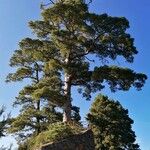 Pinus canariensis Celota