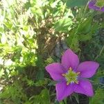 Sabatia campestris Flower