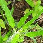 Monsonia angustifolia Blad