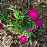 Dianthus chinensis Blatt