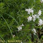 Asperula hirta Habit