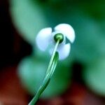 Galanthus nivalisFlower