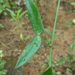Zornia latifolia Folla