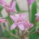 Tulbaghia simmleri Flor