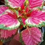 Coleus decurrens Feuille