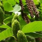 Betula alleghaniensis Fruit