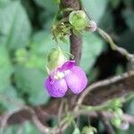 Phaseolus vulgaris Floare