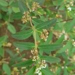 Euphorbia hyssopifolia ফুল