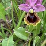 Ophrys tenthredinifera Цвят