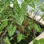 Caladium praetermissum