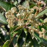 Harungana madagascariensis Flor