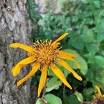 Ligularia dentata Flower