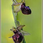 Ophrys passionis Ostatní