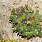 Primula allionii Habit