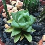 Haworthia cymbiformis Liść