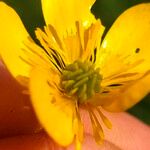 Ranunculus lanuginosus Floro