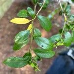 Ilex vomitoria List