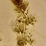 Utricularia vulgaris পাতা