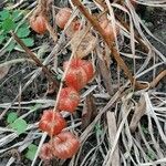 Physalis alkekengi Fruchs