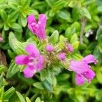 Thymus praecoxFlower