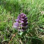 Ajuga pyramidalis Leaf