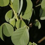 Crotalaria incana Folha