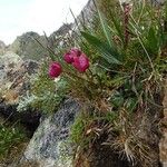 Ranunculus glacialis Õis