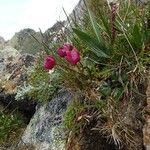 Ranunculus glacialis Blüte